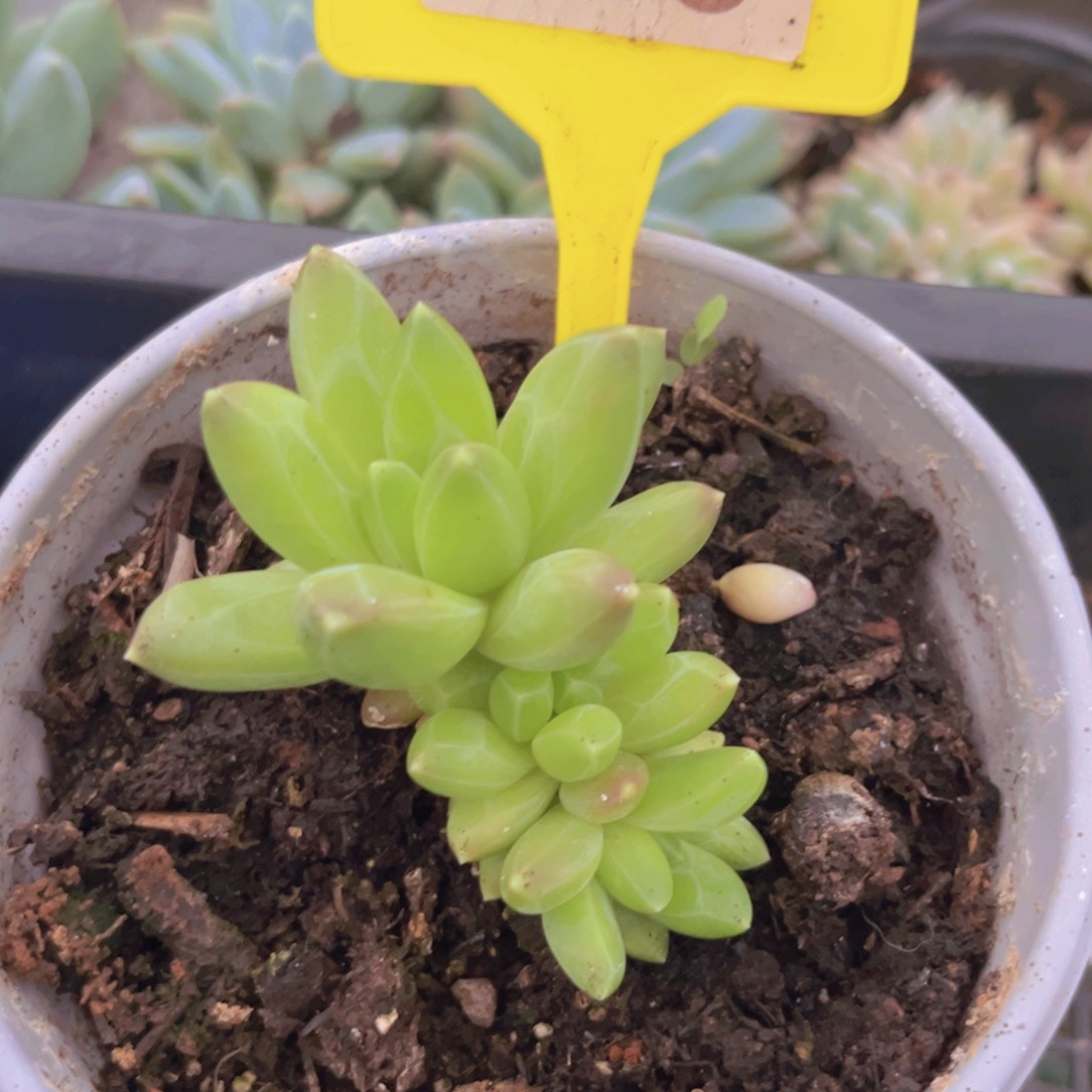 领航员多肉植物525