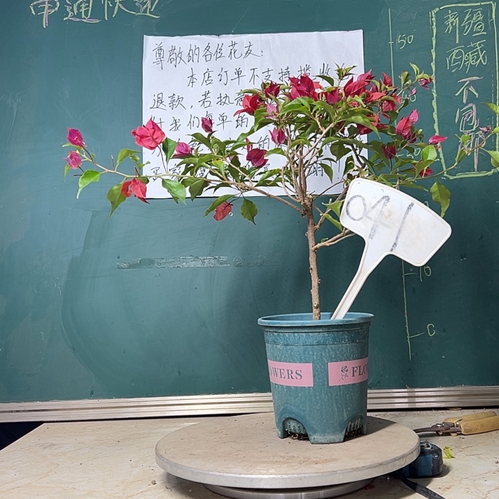 当前无花栽培后可以开花 紫红桑巴 041