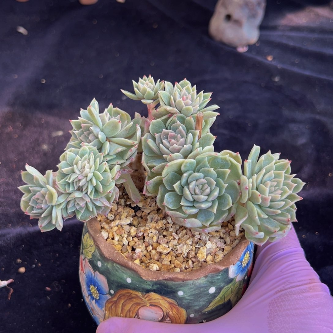 香芋紫 新年快乐 新年快乐