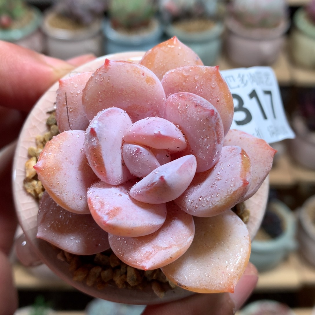 小尾巴多肉园艺迷你拇指盆栽K317