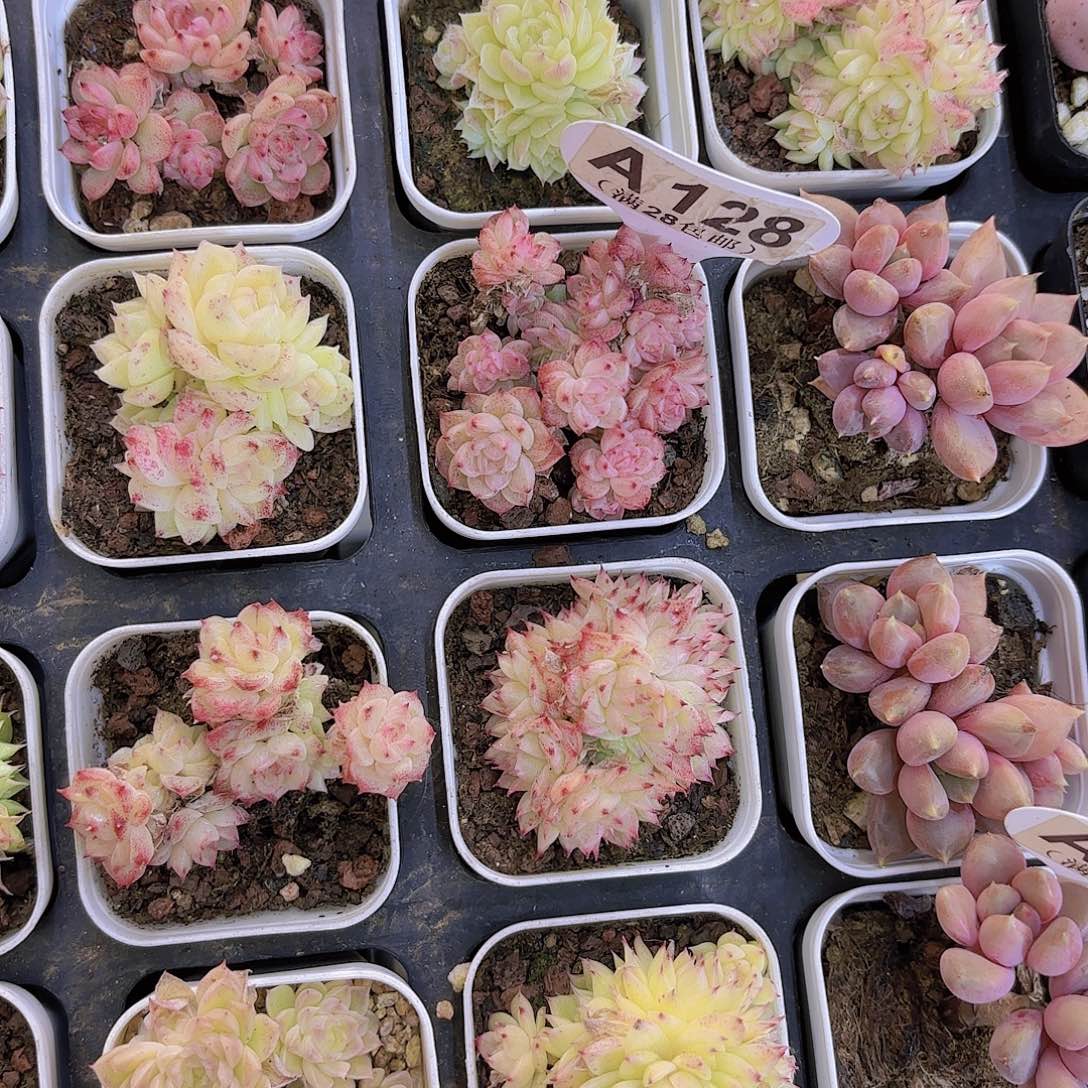 A**.A128麦秆一物一拍