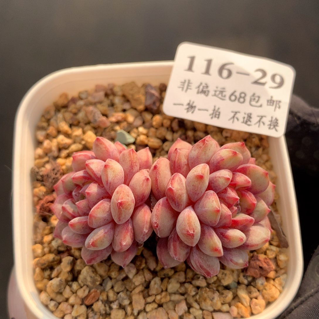 29。金雀双头。5cm。满六八包邮。