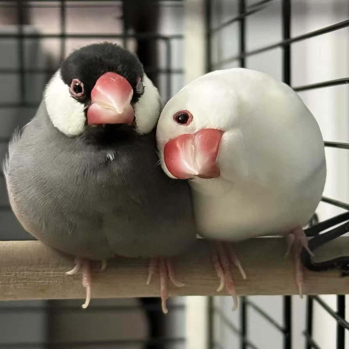 白羽王青年Ge可选颜色公母包邮包路损适合饲养