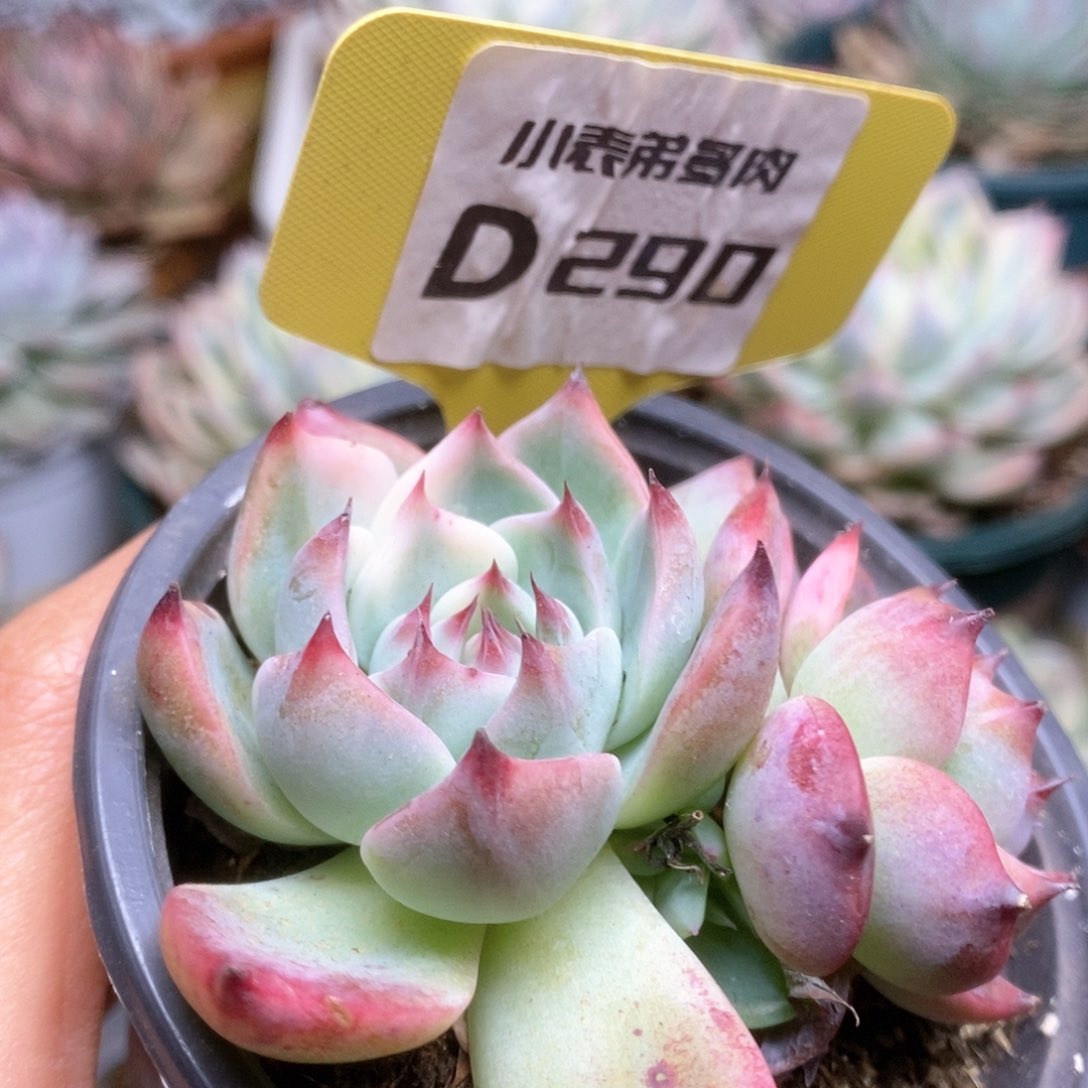 D290锦锦锦锦锦锦锦