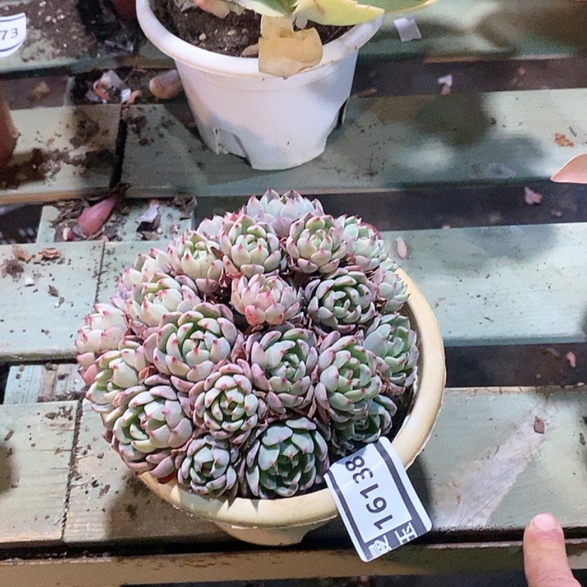 【闪购商品】娜娜小沟16138