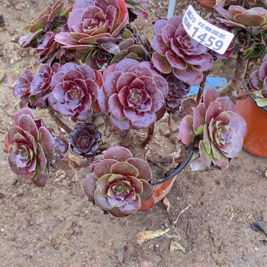 1459 号一物一拍多肉植物