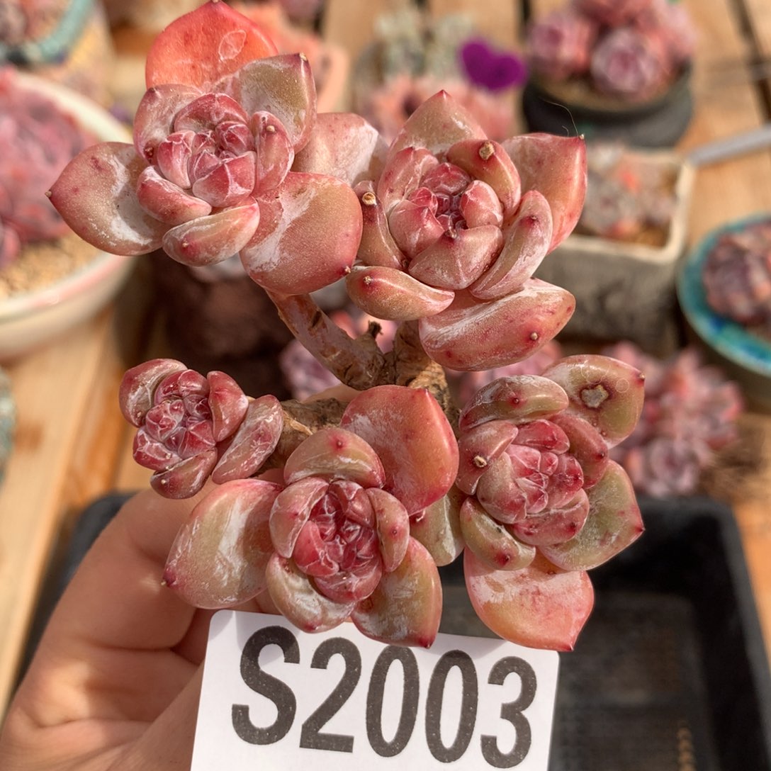 S2003 星影石榴籽紫心 小树5头 无根福利