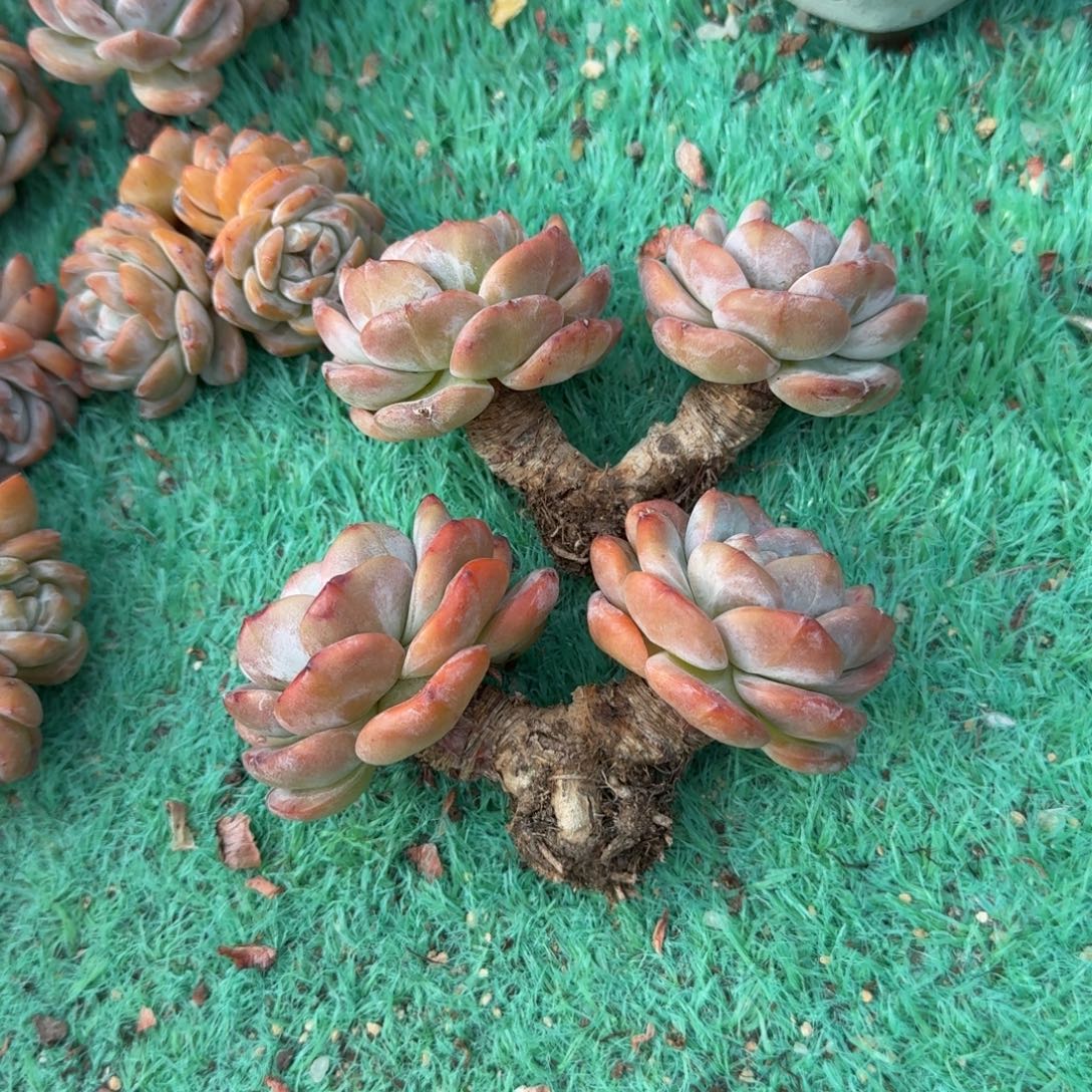 橙子双头大长腿精品包邮