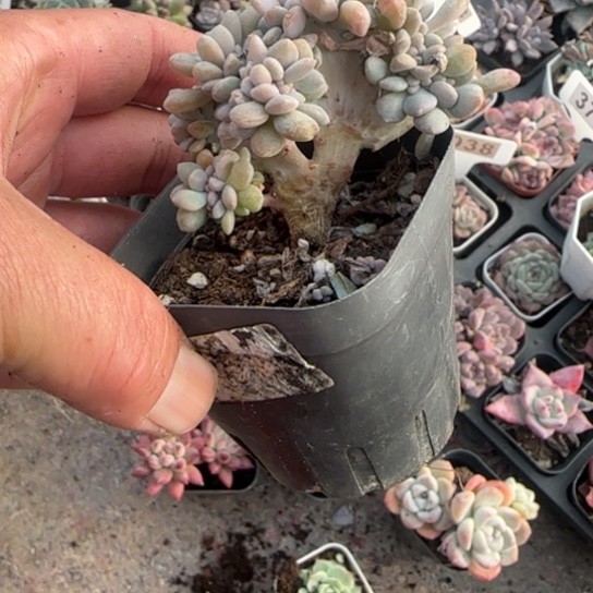 *****103醉美人缀多肉植物多