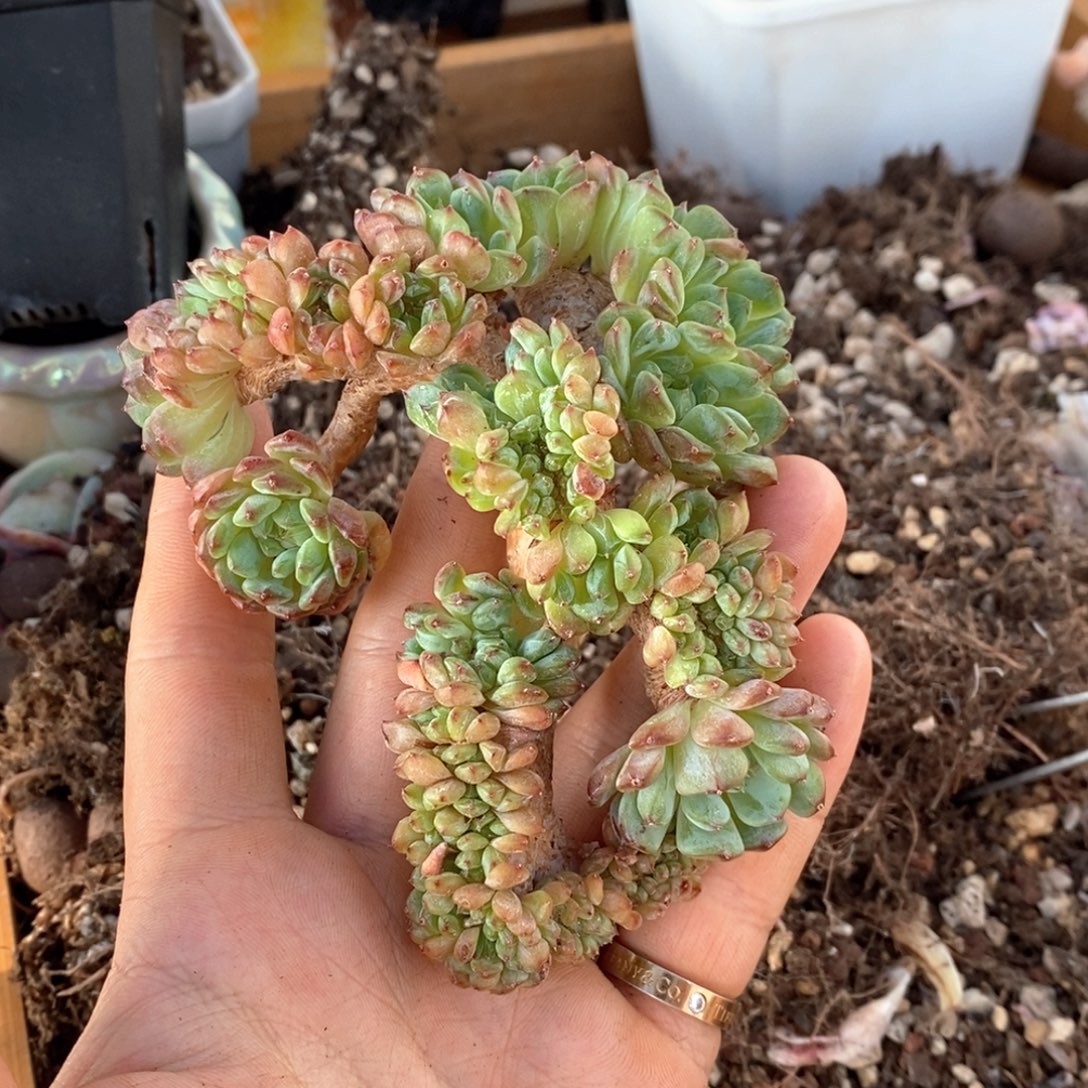 白胖子朵朵缀一物一拍