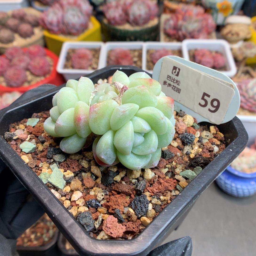 59 三头带崽翡翠冰玉多肉