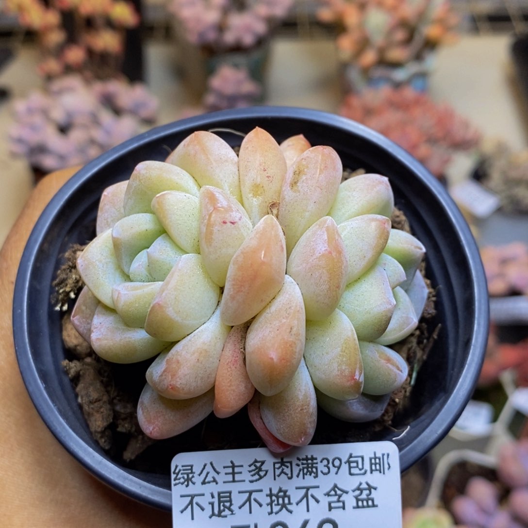 269冰玉多肉不包整