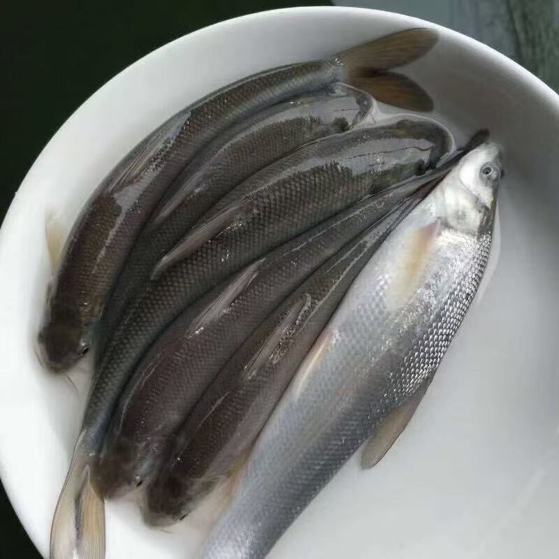 四川发货淡水银鳕鱼宠物活体