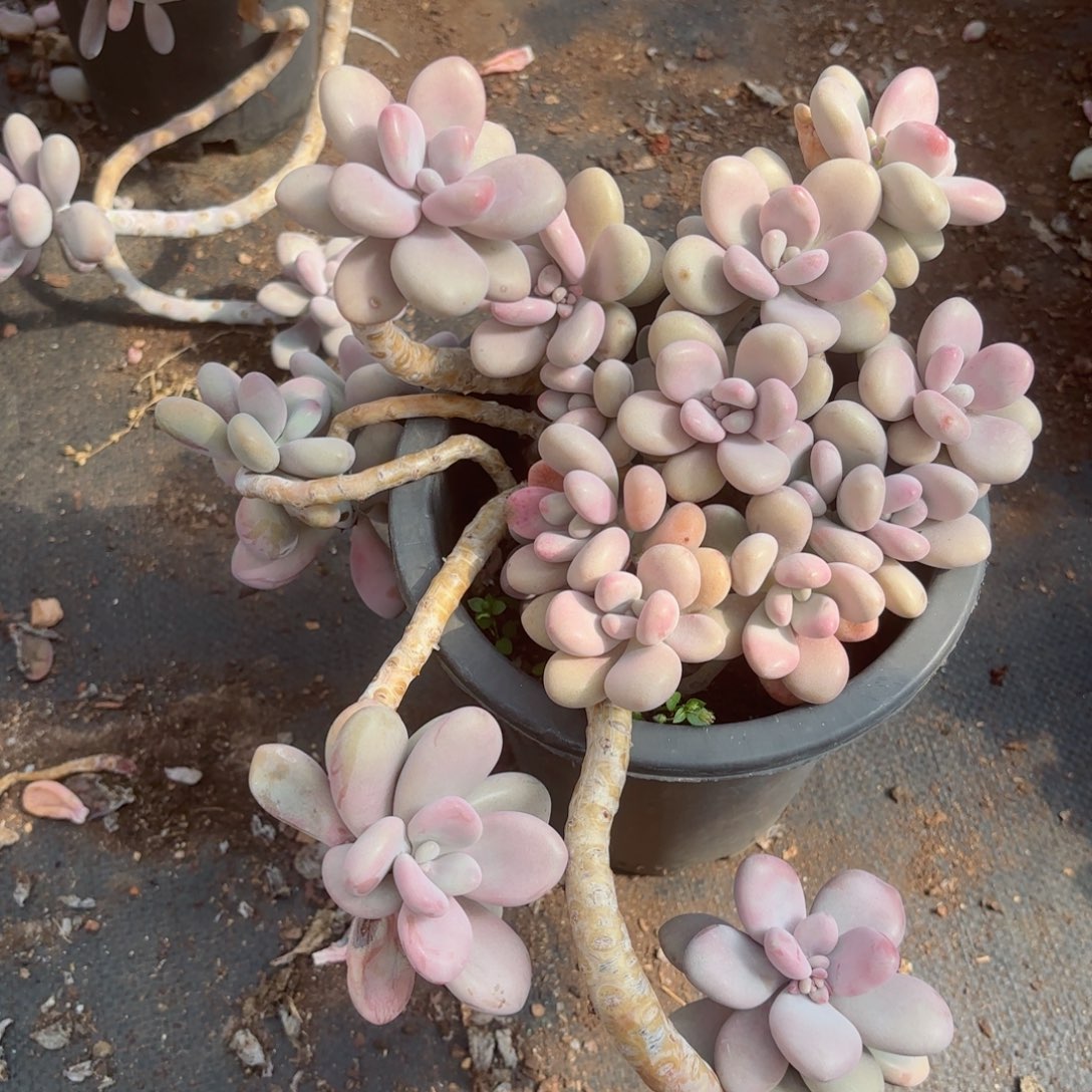 o**星桃蛋30-46。        