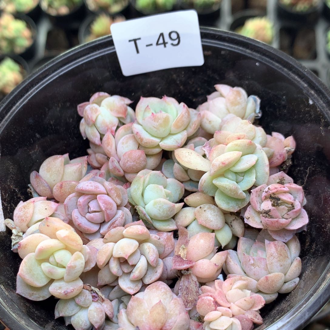 T49 珍妮糖心巫拉拉混合组合