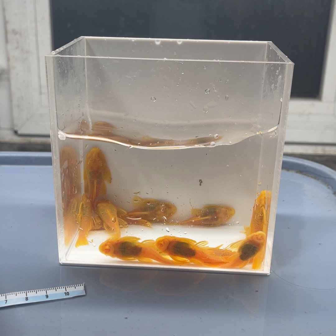 清道夫鱼大号胡子13条