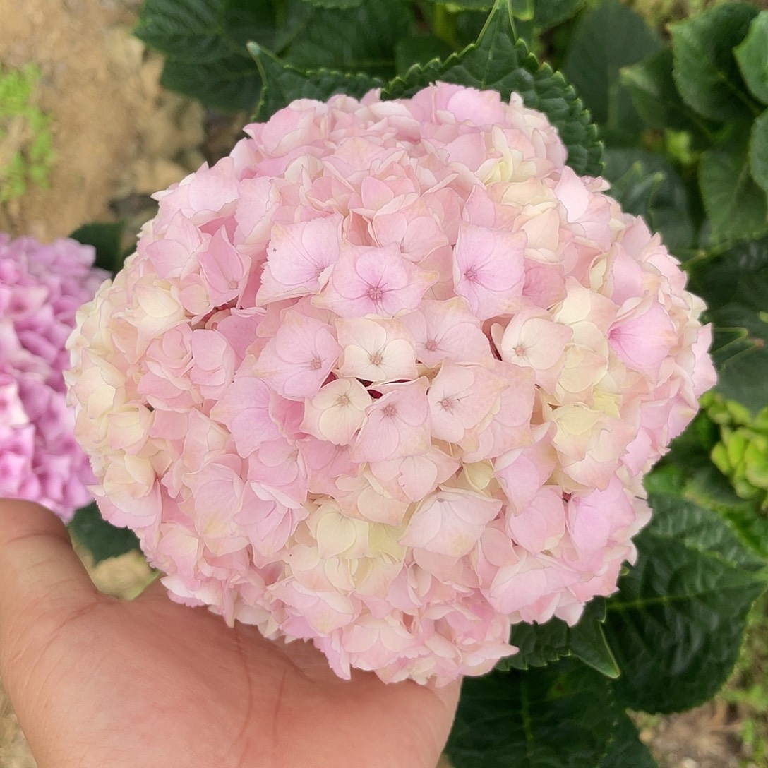 绣球切花一物一拍3枝起包邮，16