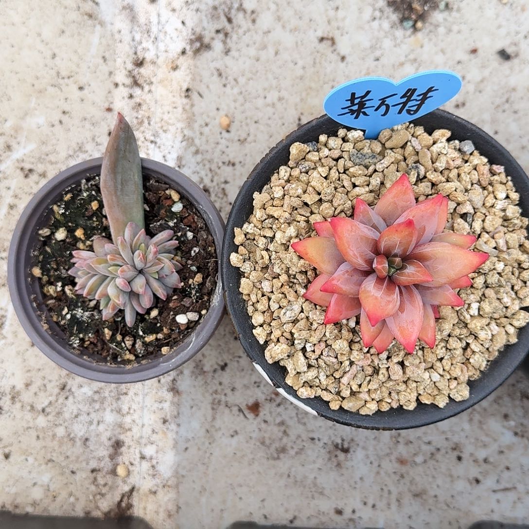 莱万特 叶插 一物一拍