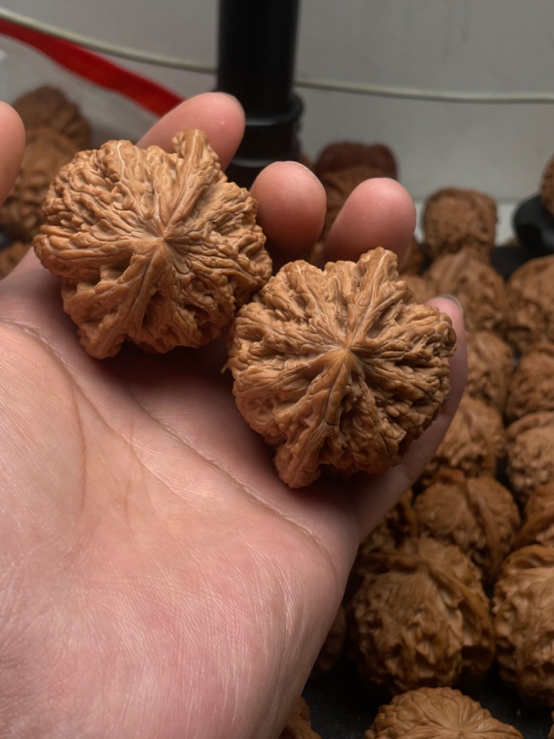 文玩核桃49大粗筋