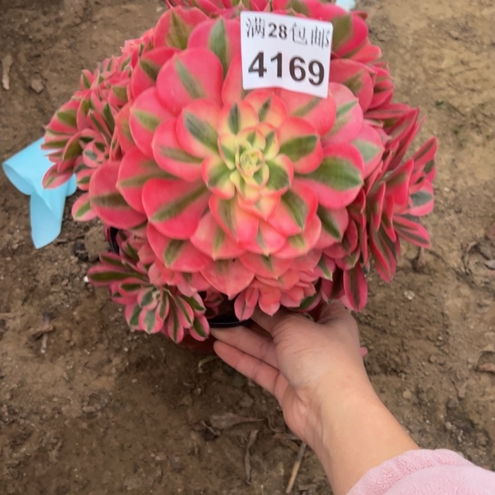 4169女巫多肉植物