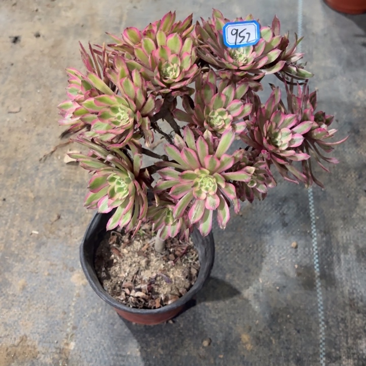 粉初恋嫁接丛林朵952