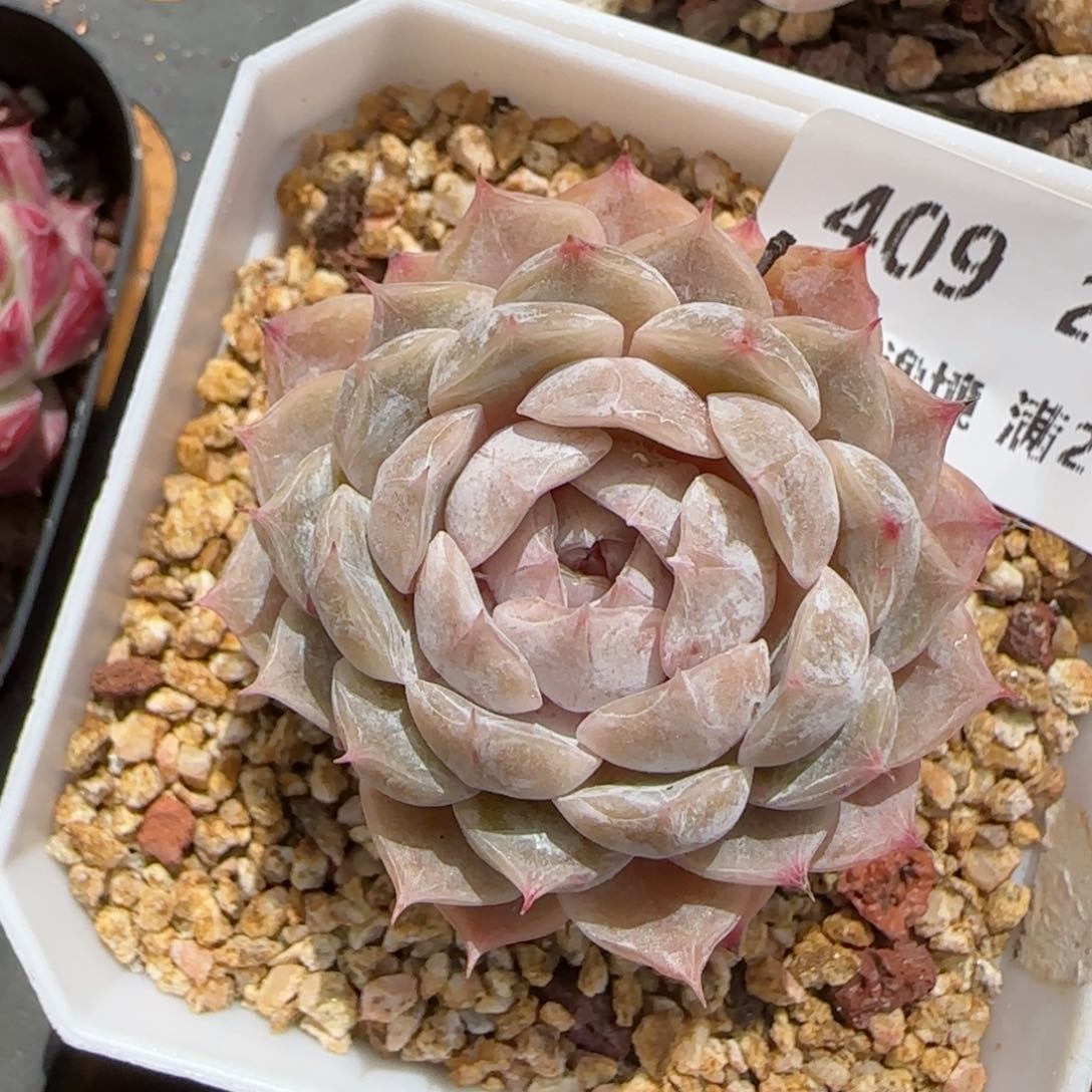 花语逸境0213-409