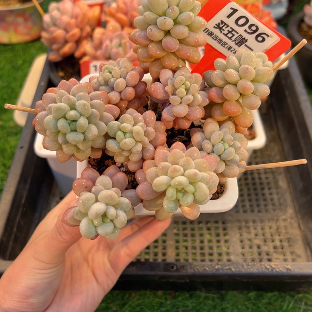 表妹精品多肉1096.