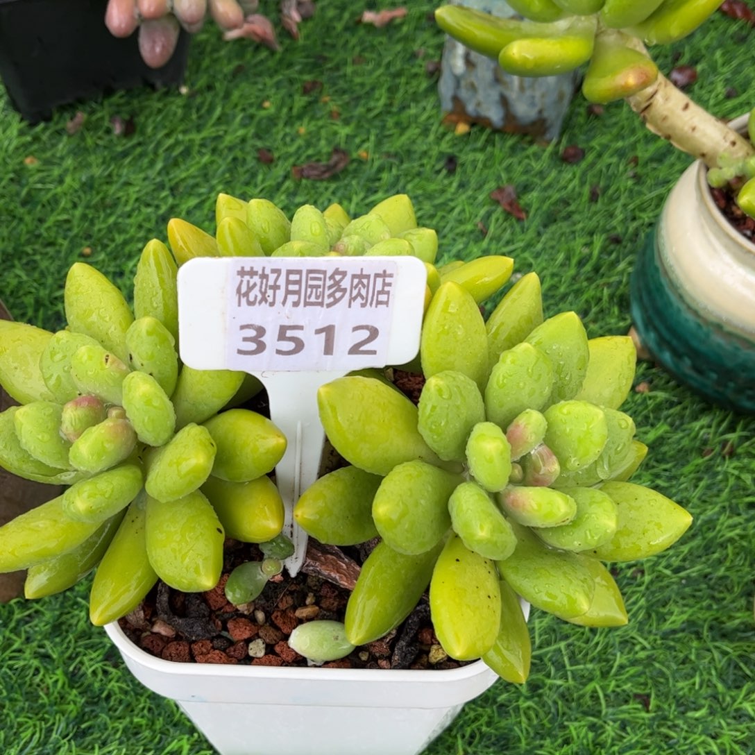 瑶****多肉植物3512………….
