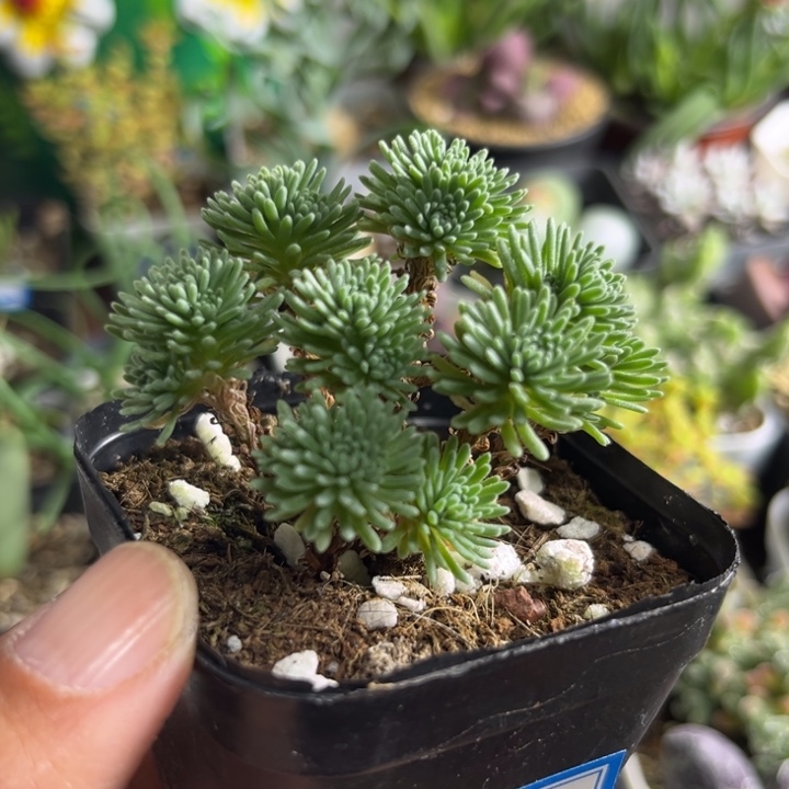 039 球松多肉植物