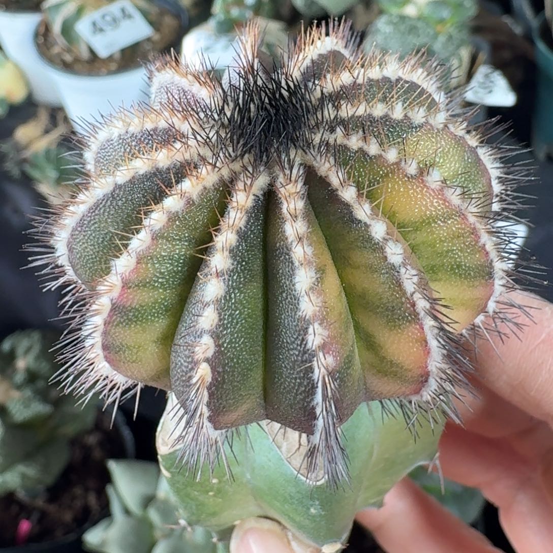 【闪购商品】尤波球花锦