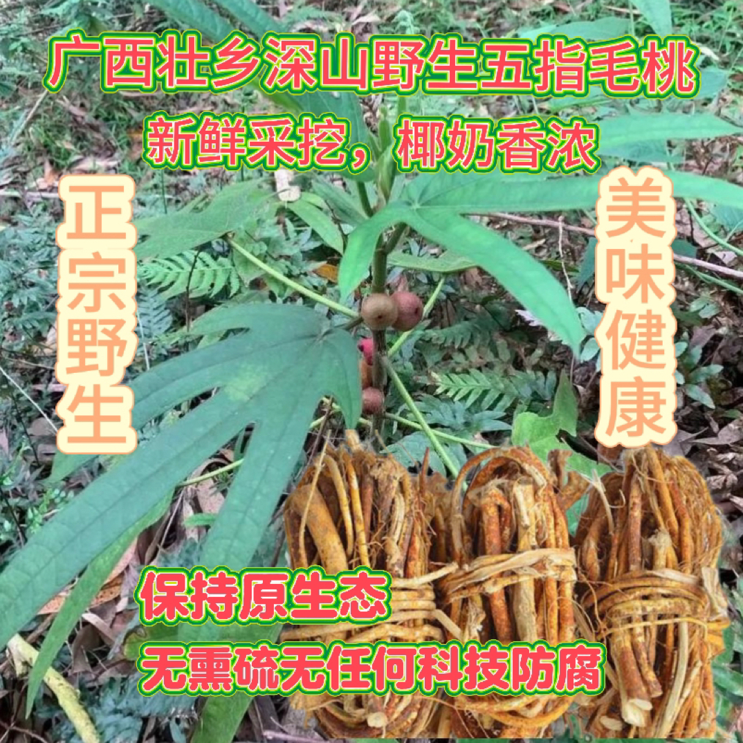 广西崇左野生五指毛桃椰奶香浓郁煲汤好料