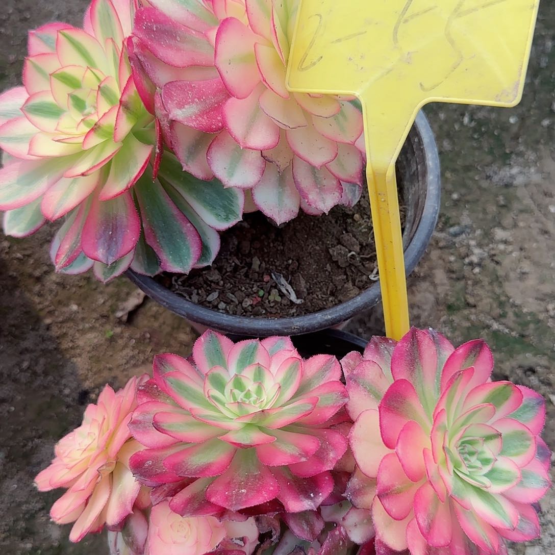 2-55---多头多肉植物