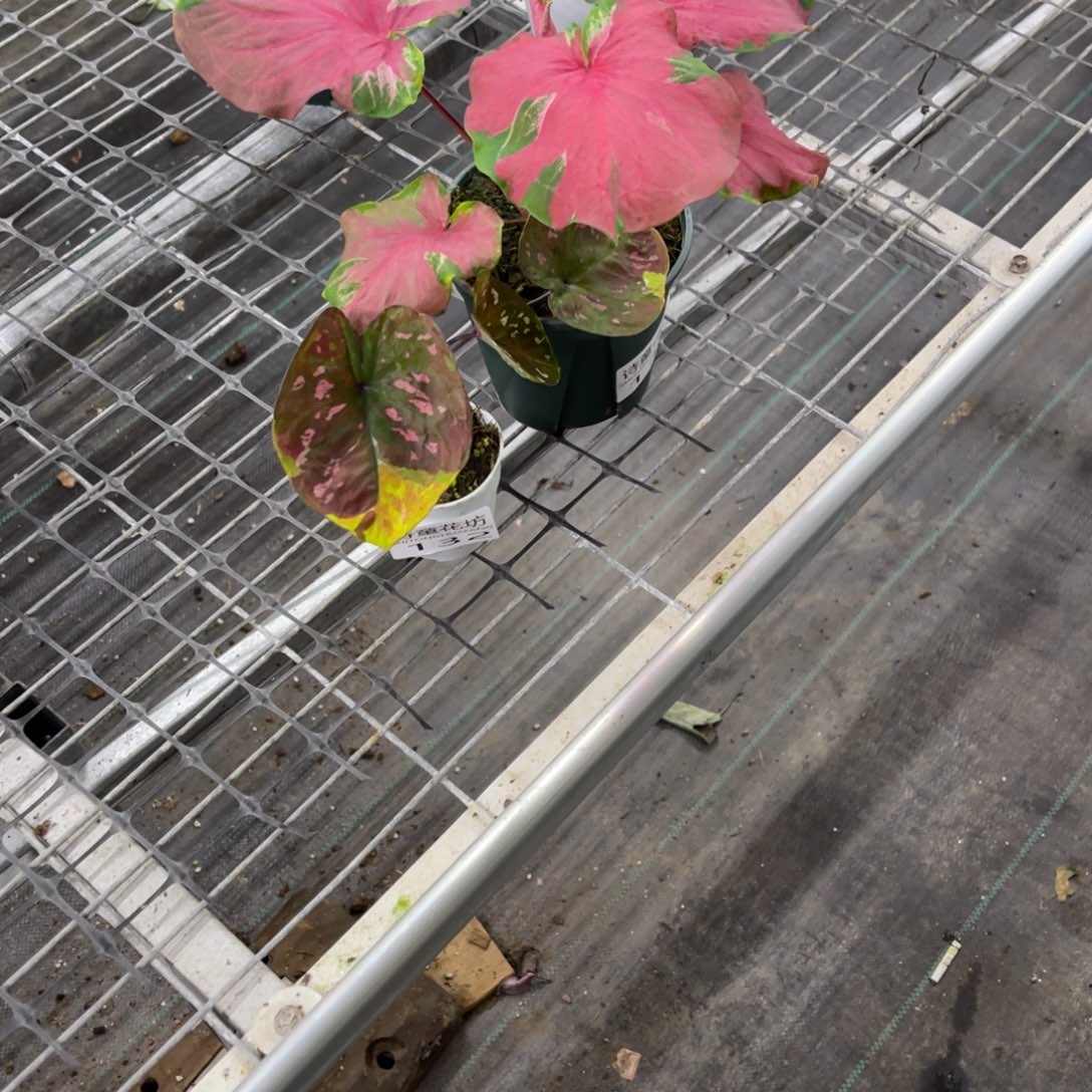 风***～无花朵            131.132满月舞裙不包售后