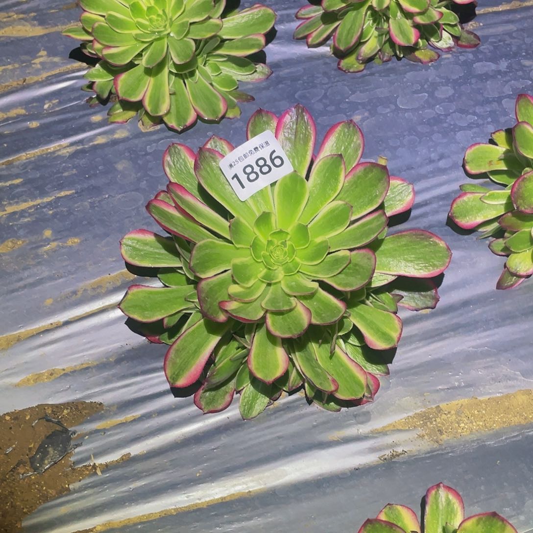 1886海神多肉植物