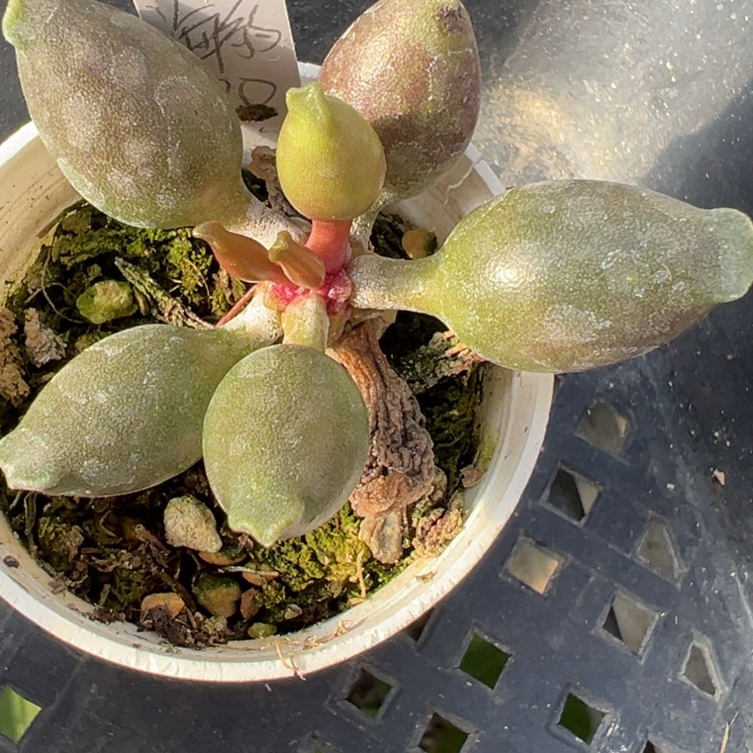 全紫海豹多肉植物水泡