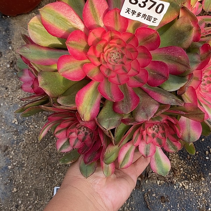 多肉植物荔枝370多肉