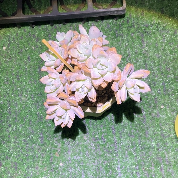 依**妈淡雪缀化一物一拍