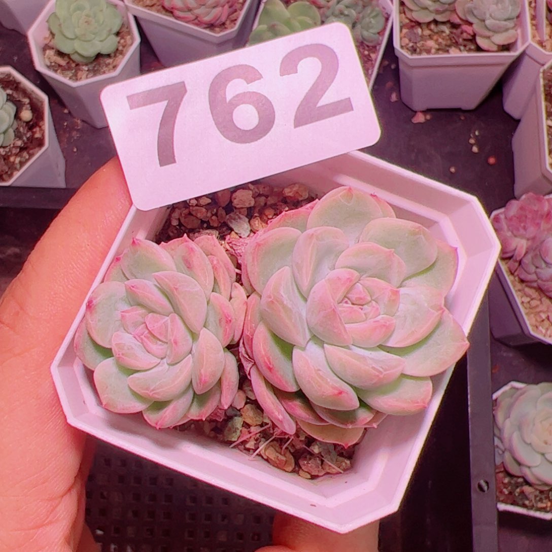 干冰多肉植物双头