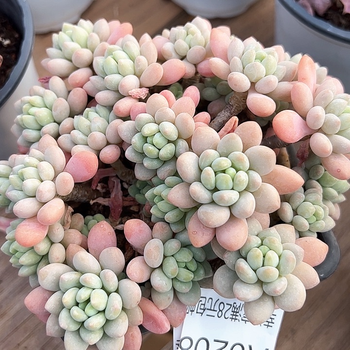 幸运的是我的朋友