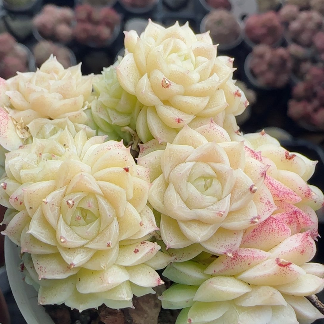花语逸镜0226-556