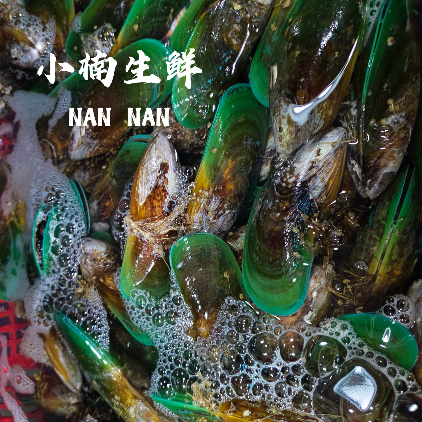鲜活新西兰青口贝500g