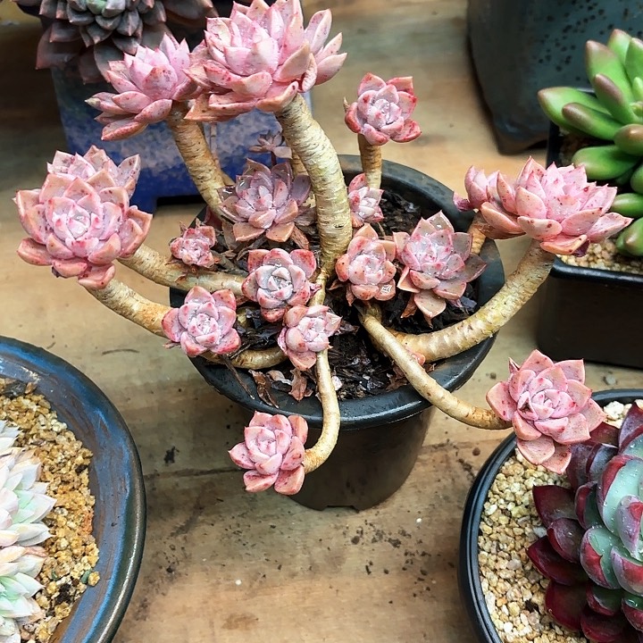 多肉植物，红粉佳人