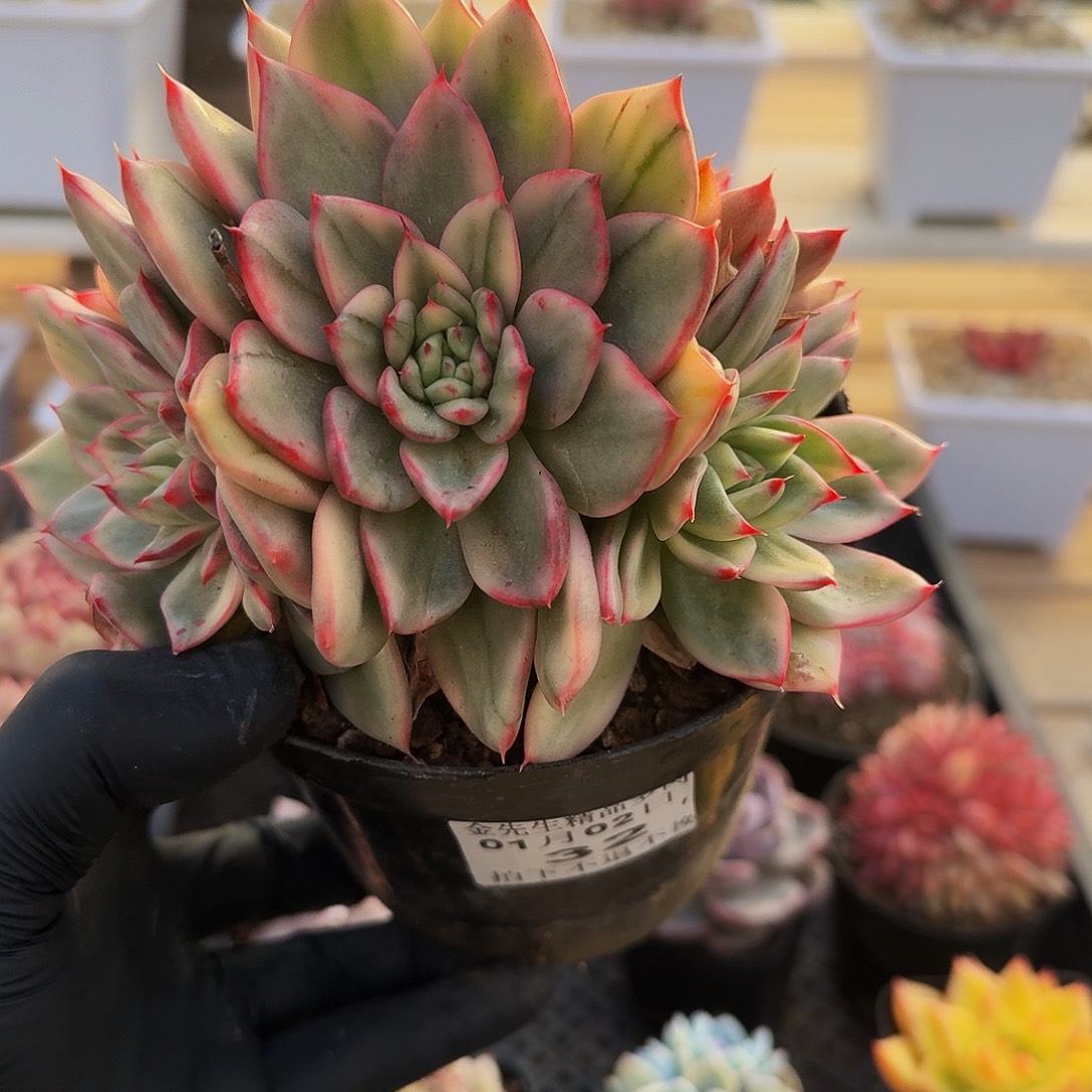 0102-32蔚蓝锦群生