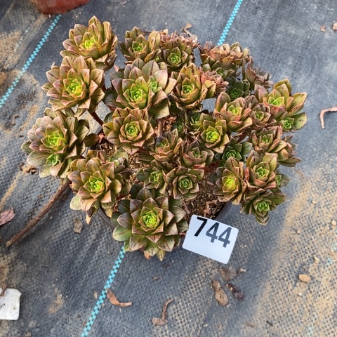 花茶多肉植物法师不包损