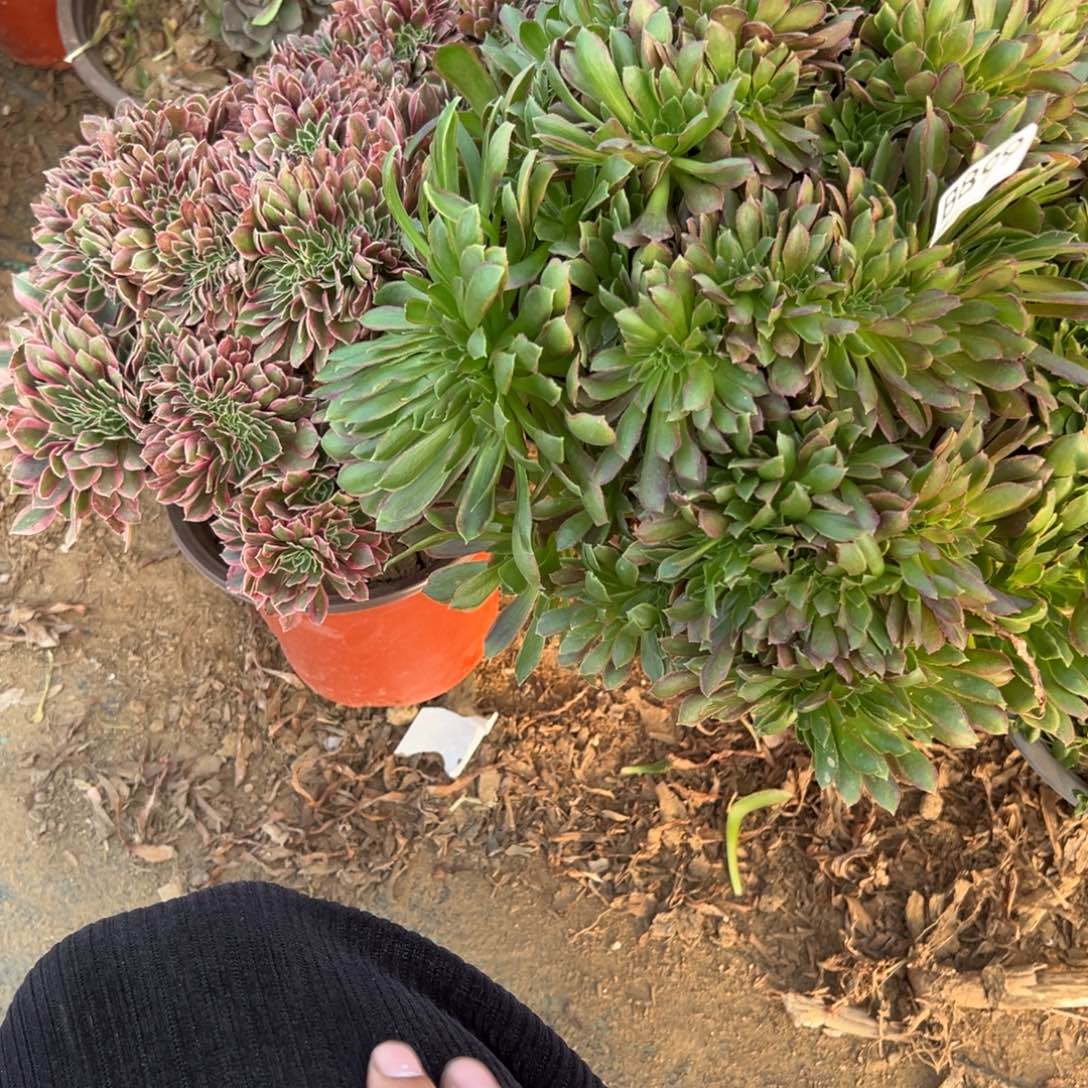 899两颗组合多肉植物
