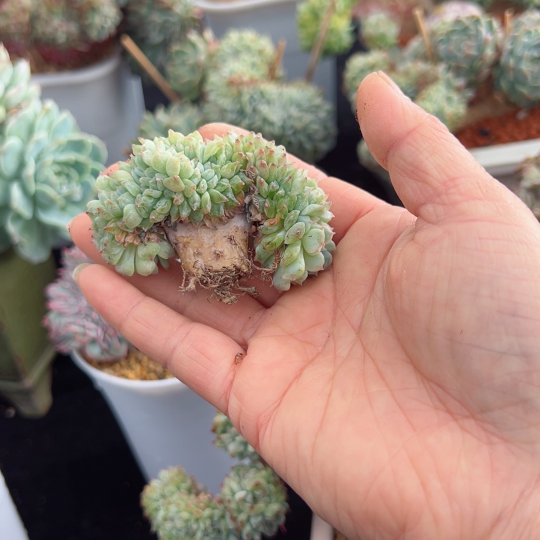 新年快乐呀小888888888