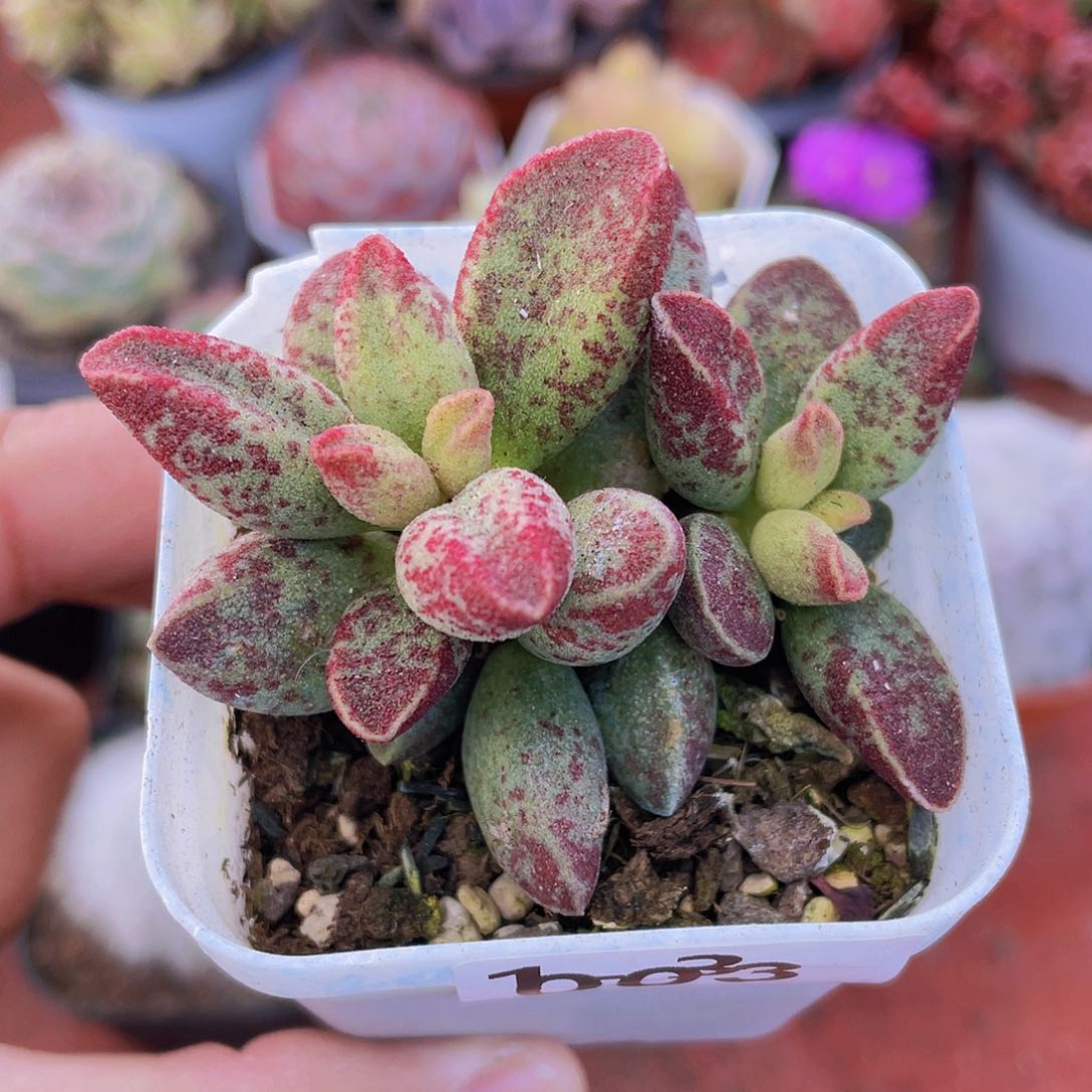 003 多肉植物多肉