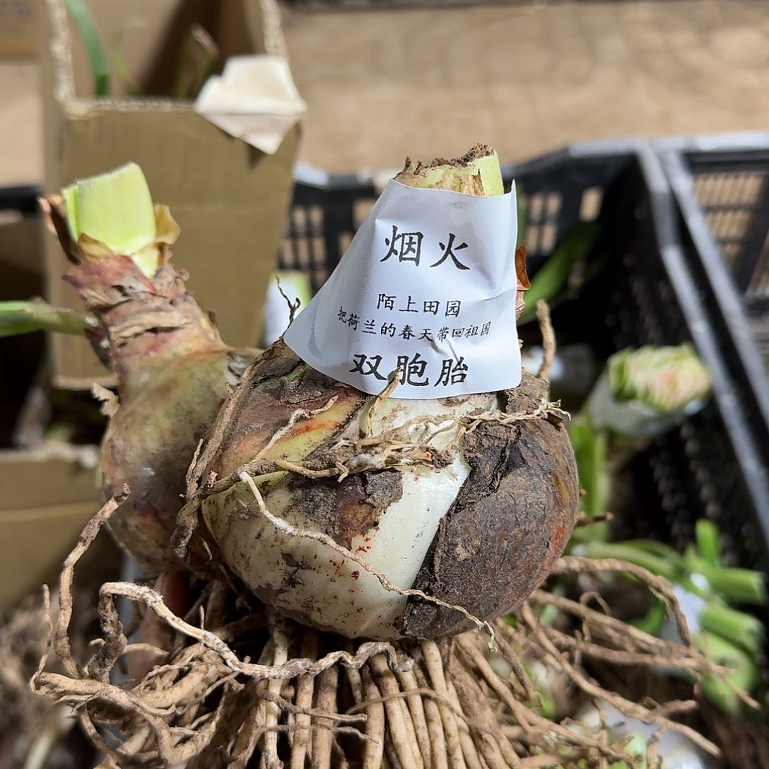 烟火双包胎开花球