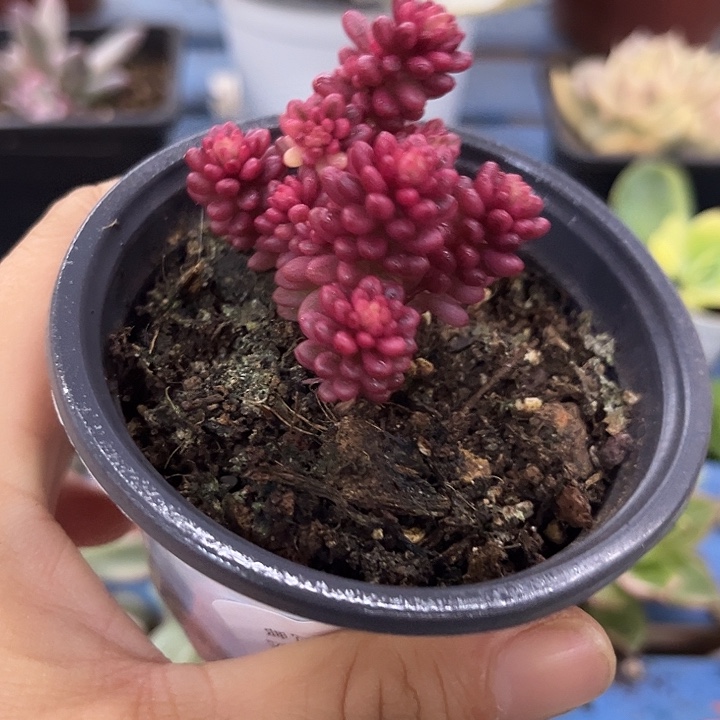 509浆果锦炸多肉植物