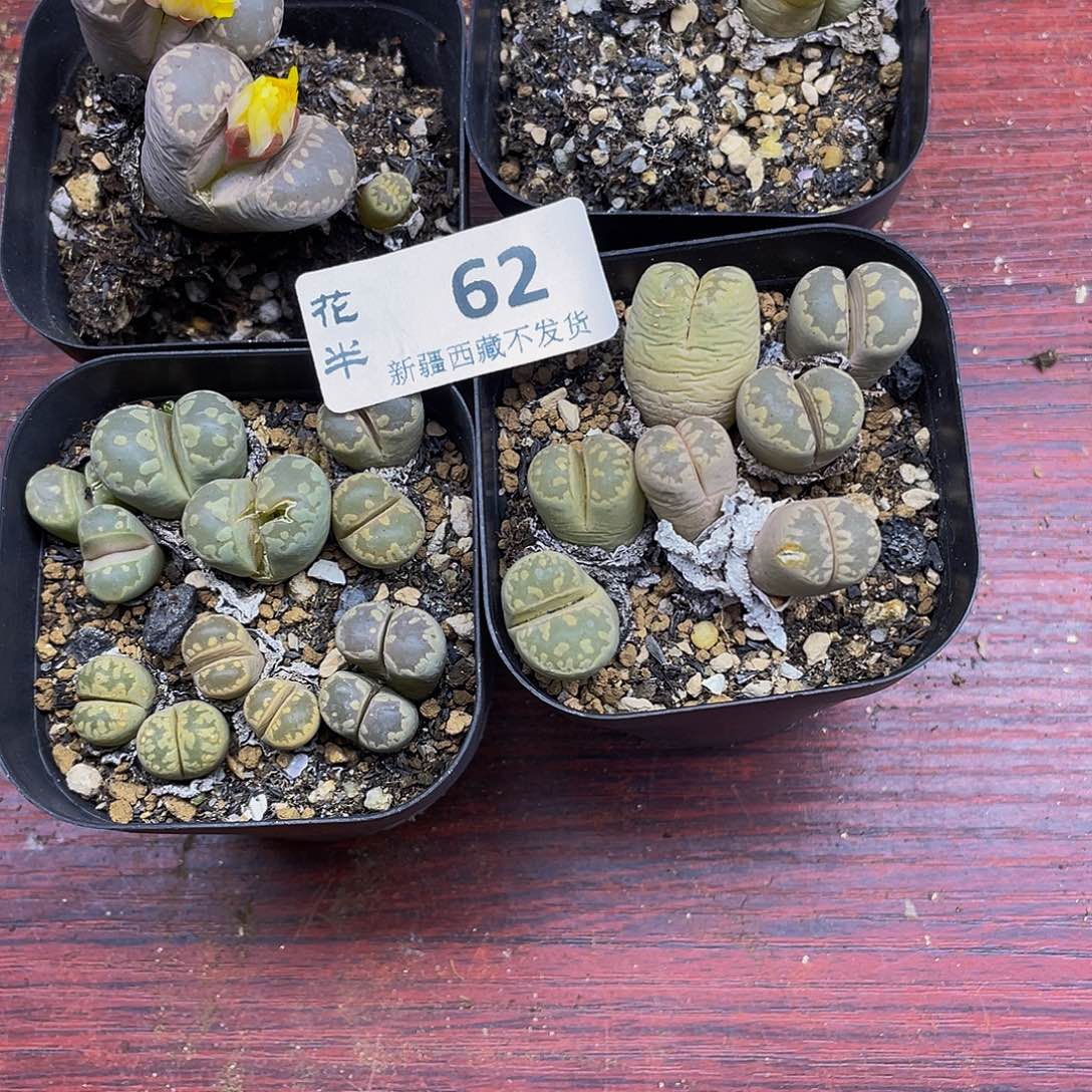 飞***鱼620000000花花花花怀胎啊花